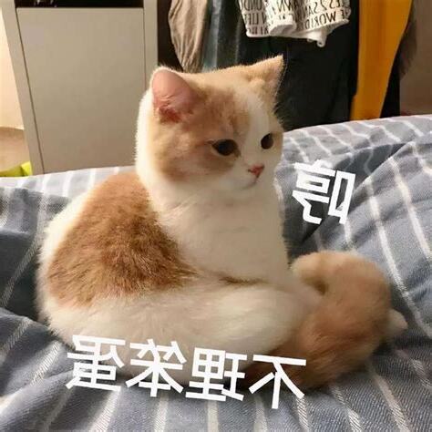養兩隻貓 禁忌